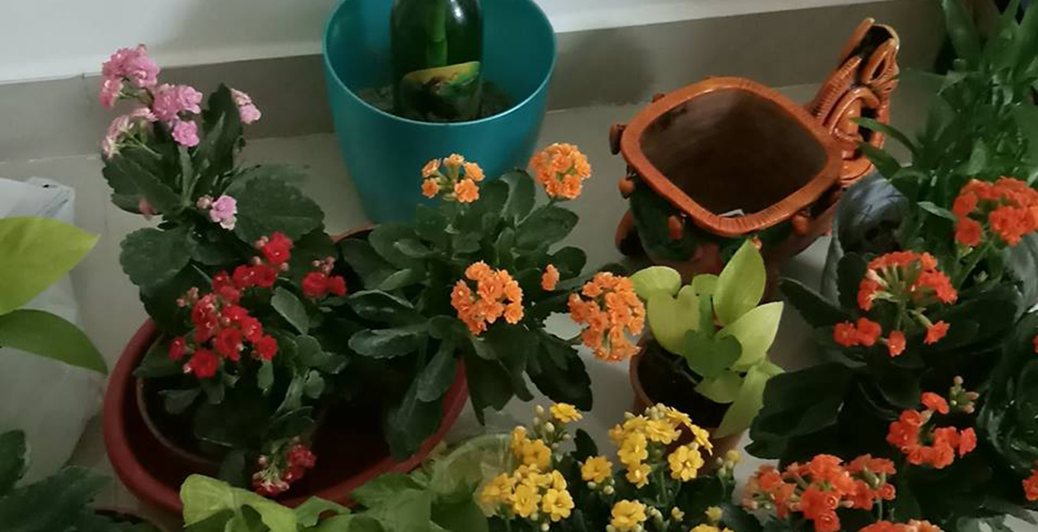Indoor plants in Chennai